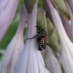 Bug on Flower