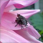 Lovely Pink Dahlia