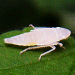 Leafhopper Nymph