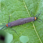 Mating Bugs
