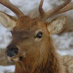 Bull Elk