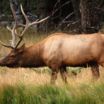 Bull Elk