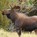 Bull Moose Closeup