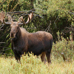 Bull Moose
