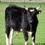 A Load of Bull
