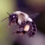 bumble bee flying