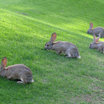 The Lawn Crew