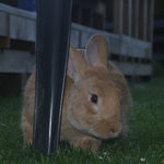 bunny