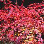Burning Bush - Japanese Barberry "Rose Glow"
