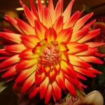 burst of color
