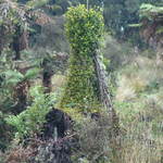 Land Grab