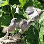 3 Bushtits in Flight