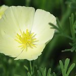 Buttercup Poppy