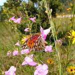 Gulf Fritillary in Purple Gerardia