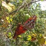 Gulf Fritillary and Grape Leaf