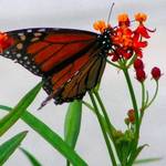 Monarch