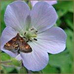 Butterfly and blossom