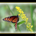 Queen Butterfly Feeding On Yellow Flower