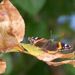 Butterfly Launch Pad