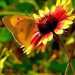 Butterfly On Firewheel 2