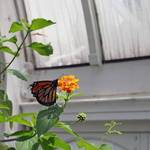 Monarch