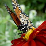 papillon du jour