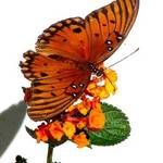 Butterfly 4