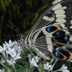Butterfly7