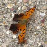 Moth