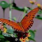 Butterfly2