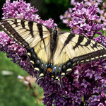 Tiger Swallowtail Butterfly on Lilac Blooms