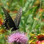 Swallowtail Butterfly