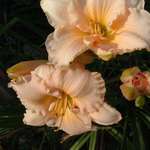 Day Lily