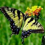 Butterfly4