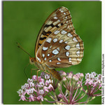 Great Spangled Fritillary on Swamp Milkweed