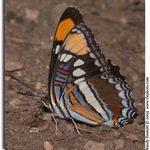 California Sister Puddling