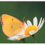 Sulphur on Daisies