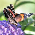 Butterfly with it's feeding tube & furry body