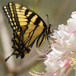 Yellow Monarch