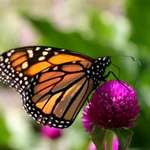 Monarch Butterfly