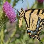 butterfly profile
