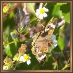 Common Buckeye at Oasis Visitor Center