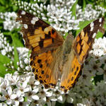 Butterfly on white-Painted Lady