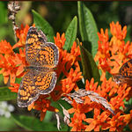 Butterfly Weed with Butterflies