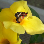 butterfly in flower