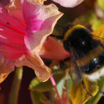 buzzy bee