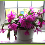 Cacti Rhipsalidopsis rosea