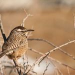 Cactus Wren On Catclaw