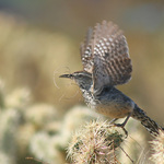 Cactus Wren Takeoff