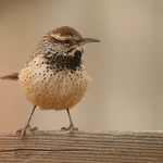 Cactus Wren